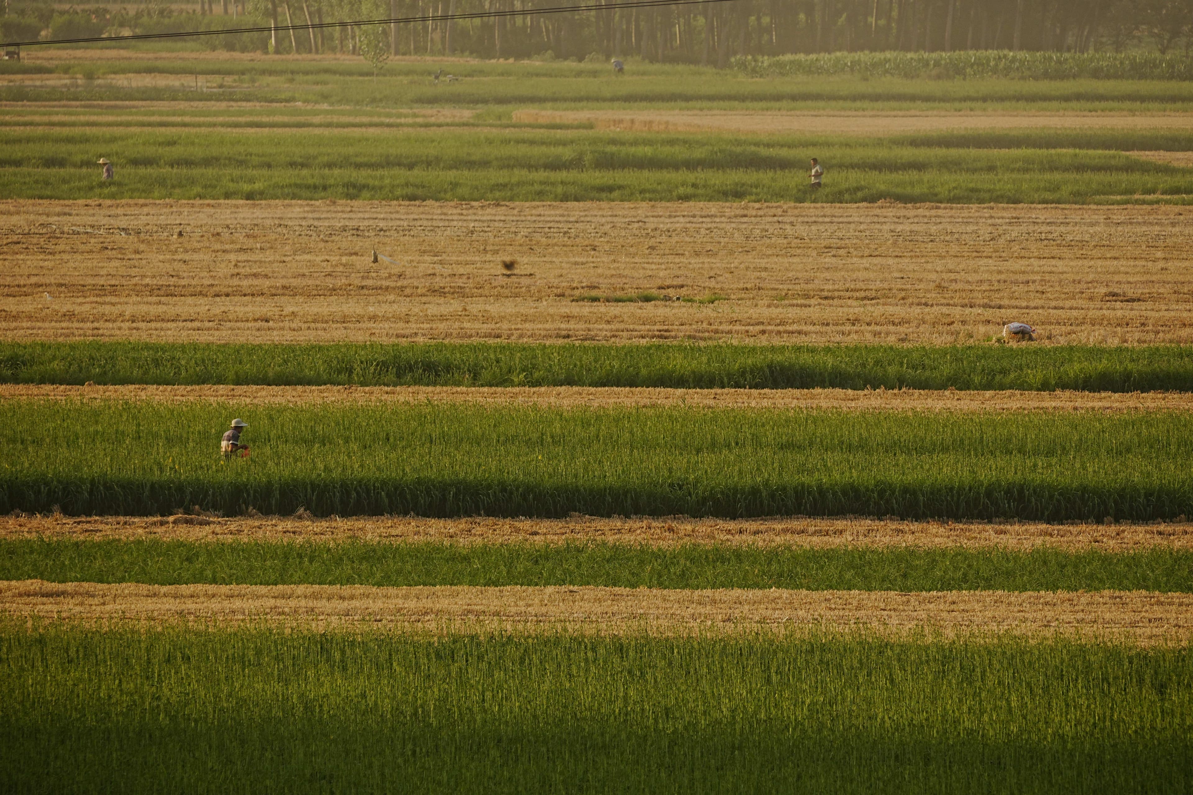 Agricultura em Nhamatanda