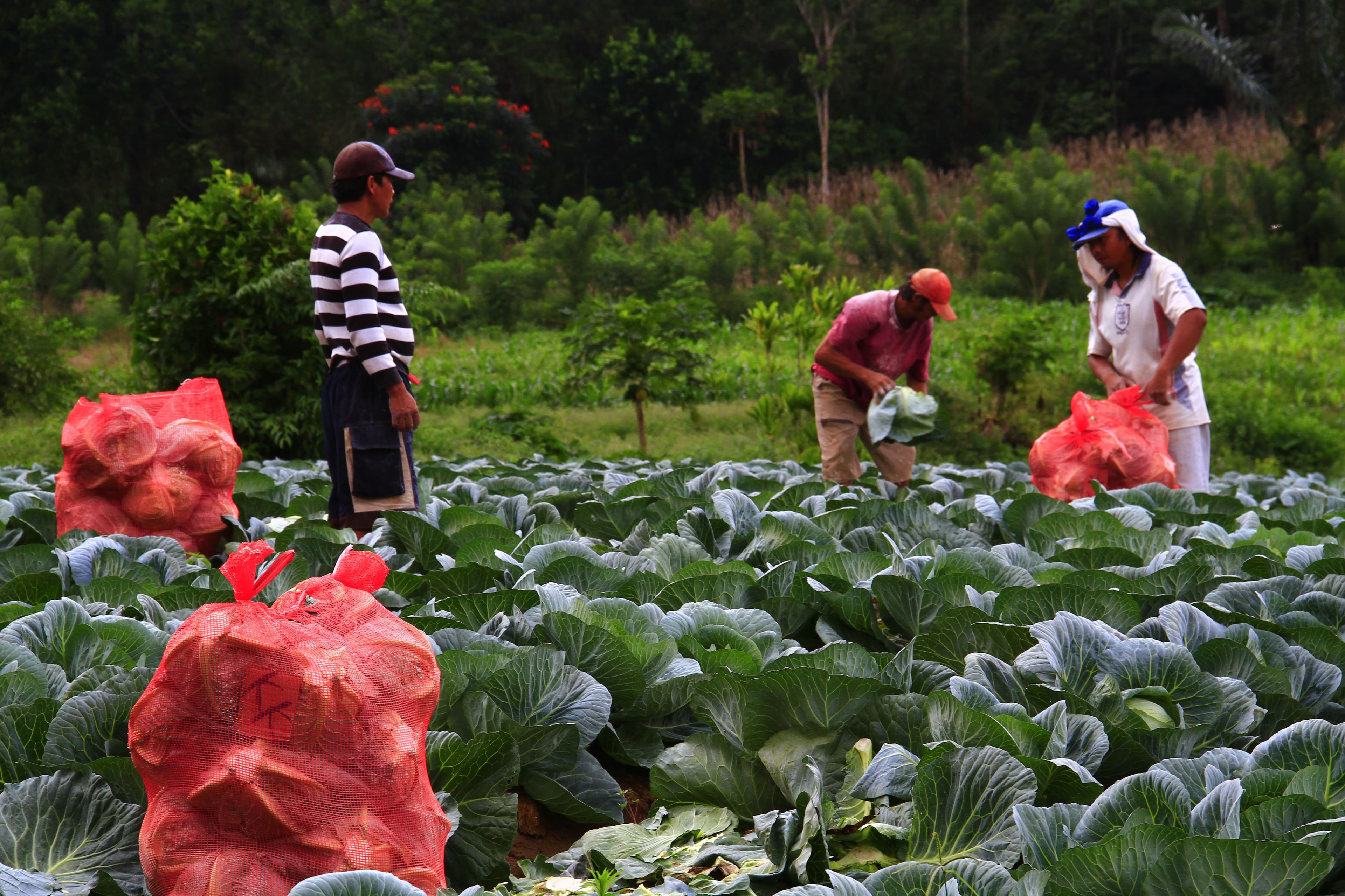 Produção e selecção de produtos agrícolas
