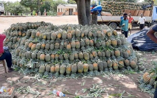 Nhamatanda prepara instalação de fábrica de processamento de fruta