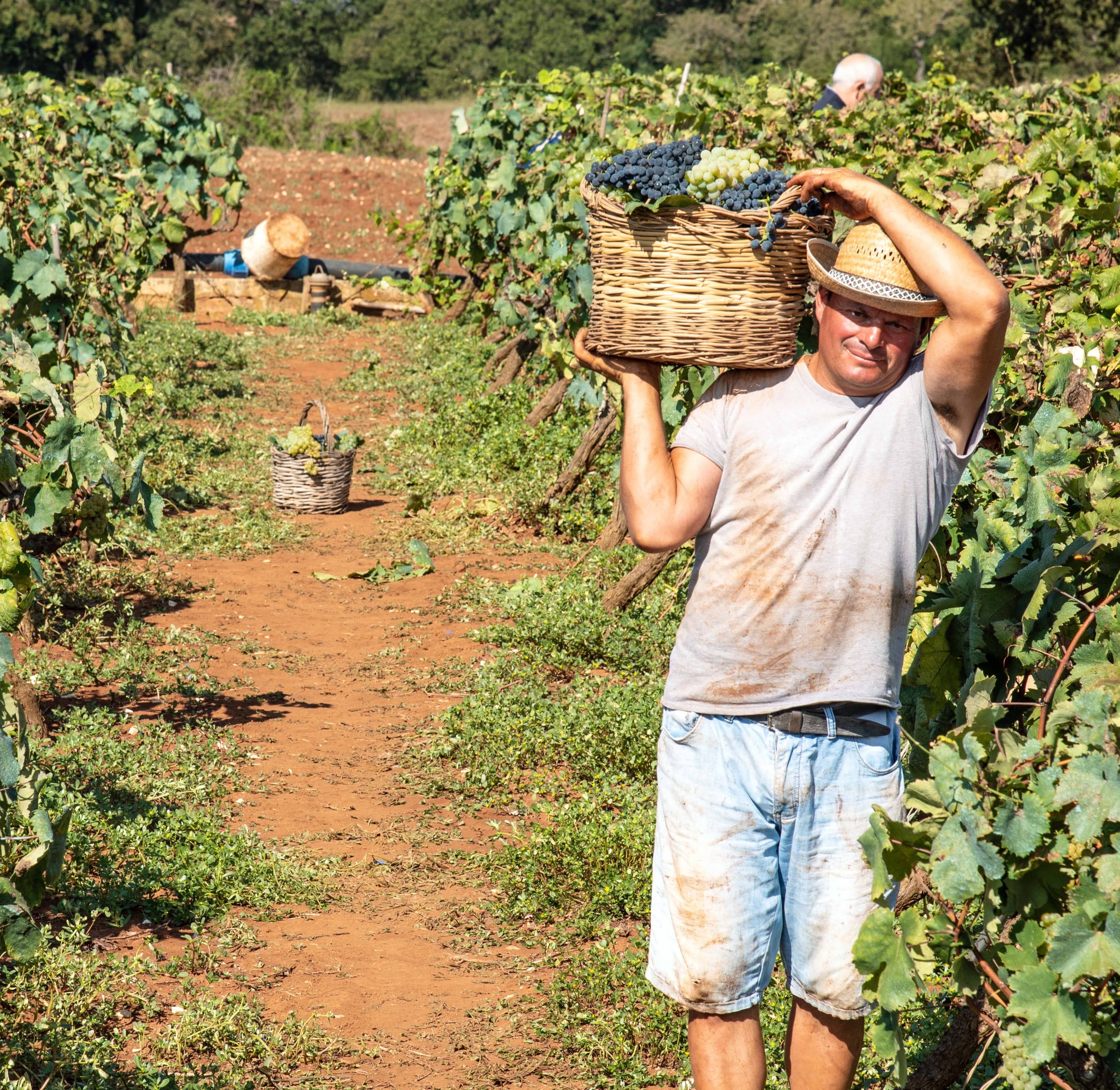 Actividade produtiva em Nhamatanda